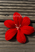 Barrette Lys Rouge